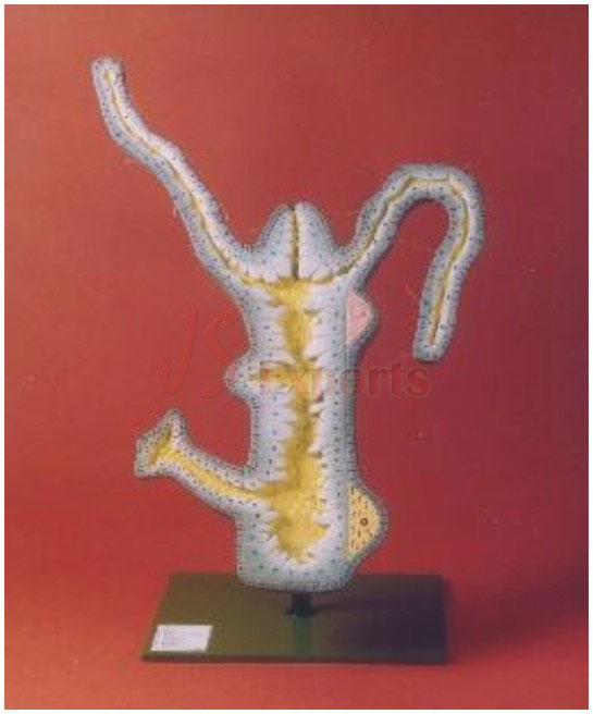 MODEL OF HYDRA